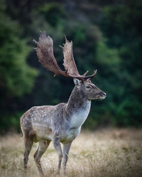 Fallow Bucks Laharsika