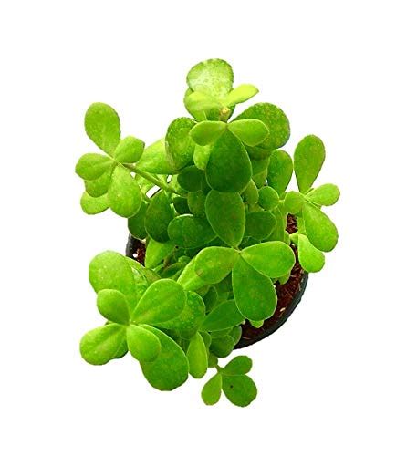 Jade Plant Prana Plants