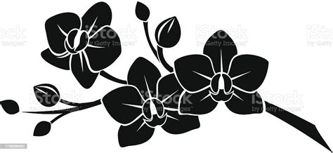 Black Silhouette Of Orchid Flowers Vector Illustration向量圖形及更多蘭花圖片 Istock