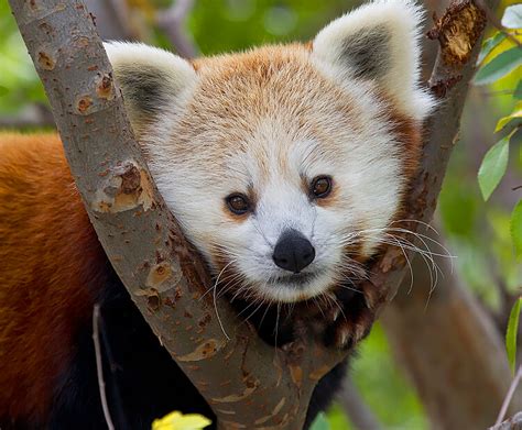 Fuzzy friends | San Diego Zoo Kids