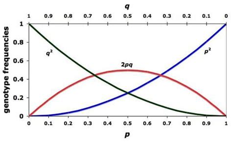 Biology & Ecology: Hardy-Weinberg Equilibrium