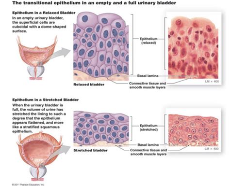 Micturition And Urinalysis Flashcards Quizlet