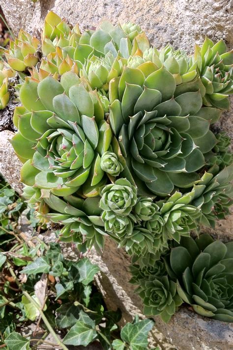 Owl Or Hens And Chicks In A Hypertufa Strawberry Pot Hens And