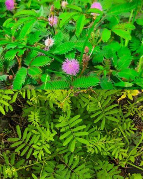 The Healing Power Of Mimosa Pudica 10 Health Benefits And How To Use