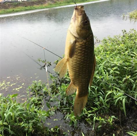 新手如何快速钓到鱼？不靠饵料和小药，野钓只走这两种路子！传统方法鲤鱼