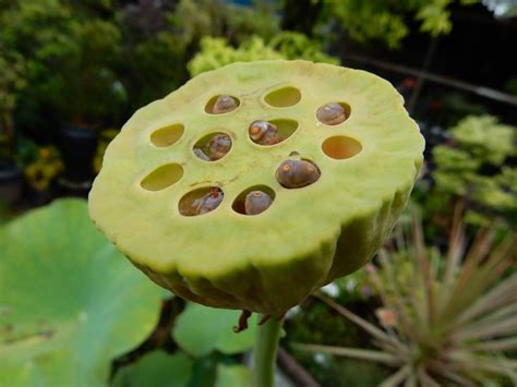 Photo Of The Fruit Of Lotus Nelumbo Nucifera Pink Bowl Posted By