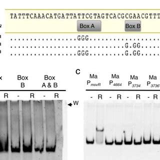 Msvr Binding And Regulatory Targets Assessed By Emsa A Sequences Of