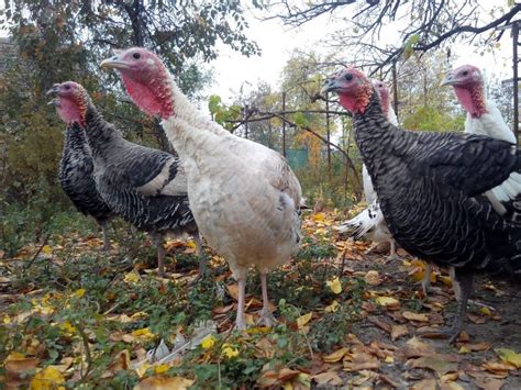 RAISING MEAT TURKEYS IN SMALL OR BACKYARD FLOCKS Small And Backyard