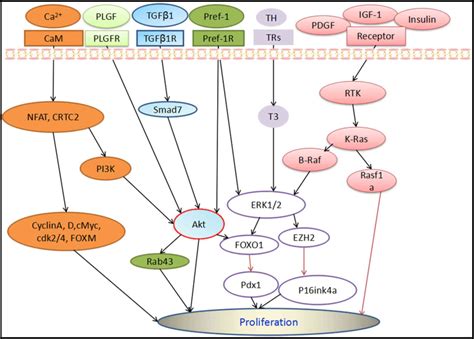 Cellular signaling pathways regulating βcell proliferation as a