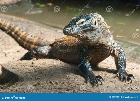 Komodo Drache Varanus Komodoensis Stockbild Bild Von Wild Riesig