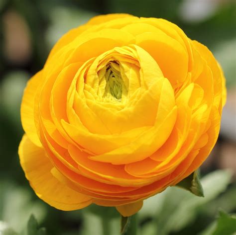 Ranunculus Asiaticus Seeds Pcs Pack