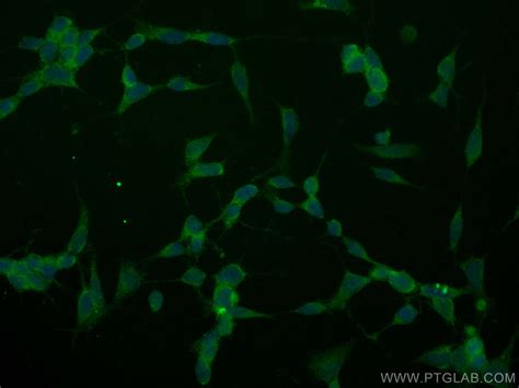 Med15 Antibody Cl488 11566 Proteintech