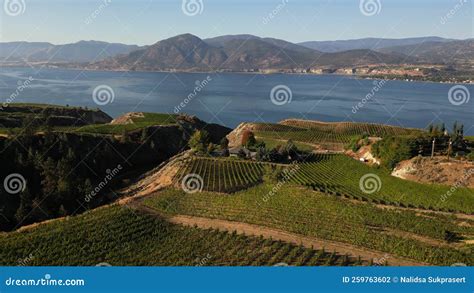 Naramata Bench Winery Vineyard Penticton Okanagan Valley Stock Footage