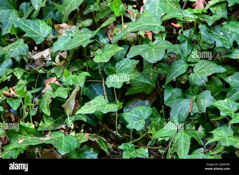 green ivy leaves Stock Photo - Alamy