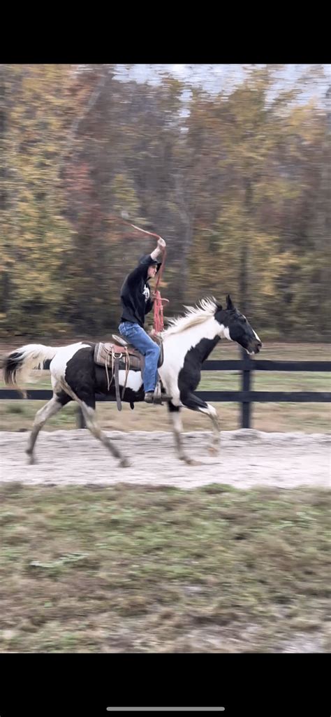 Cruise 14yo 15.3 hands Tennessee Walker Gelding confident builder SAFE ...