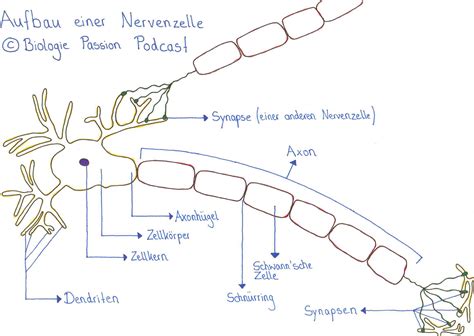 Folge Aufbau Einer Nervenzelle Neurobiologie Teil