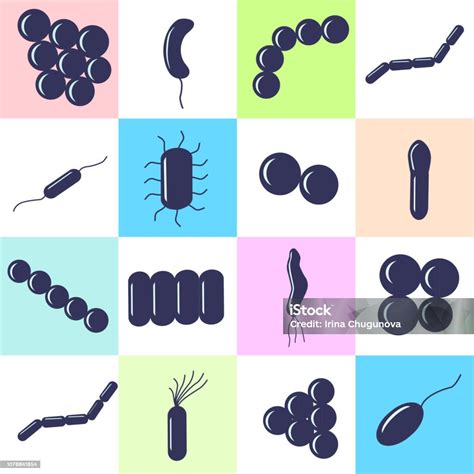 Coccus Biru Tua Bacillus Bakteri Melengkung Dalam Kotak Berwarna