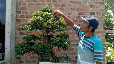 Bonsai Randu Bahan Pecah Batang Randu Kapuk YouTube