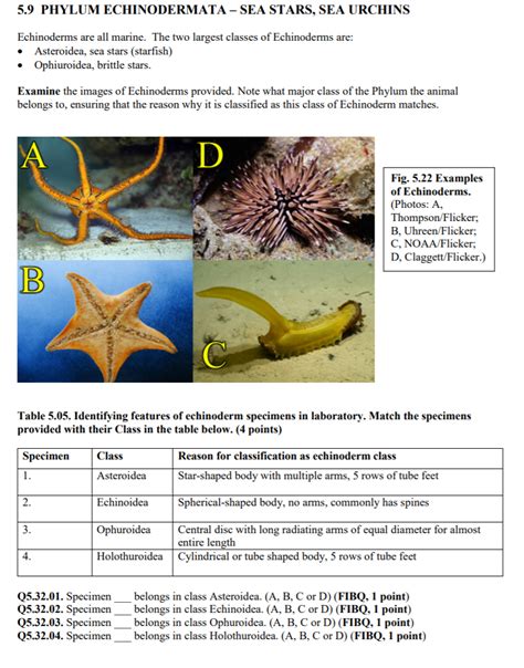 Solved: 5.9 PHYLUM ECHINODERMATA - SEA STARS, SEA URCHINS ... | Chegg.com