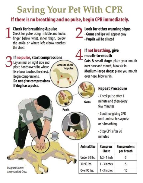 Creating And Administering First Aid For Dogs Bow Wow Meow