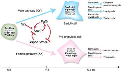 Bgdb Sexual Differentiation Sex Determination Embryology