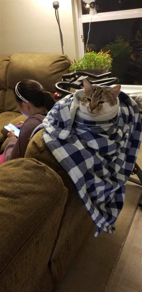 Its Getting Cold Here Rtuckedinkitties