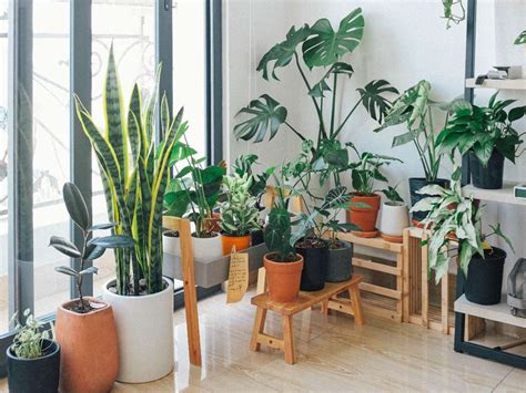 10 Plantas Que Ayudarán A Purificar El Aire De Tu Casa