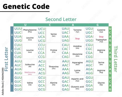 Chart Of Genetic Code RNA Codons To Protein Synthesis Vector