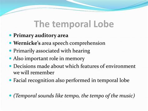 Ppt Four Lobes Of The Cerebral Cortex Powerpoint Presentation Free