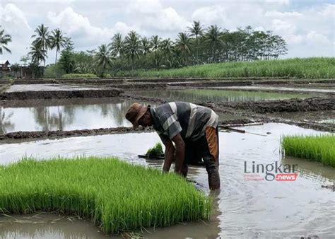 Antisipasi Dampak El Nino DPKP Karawang Rencanakan Perluasan Areal