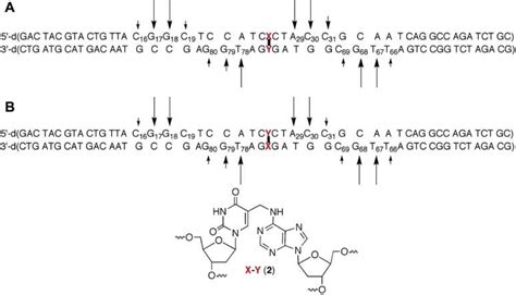 Histograms Of UvrABC Incision Data For The Strand Containing Modified