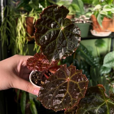 Begonia Natunaensis Etsy