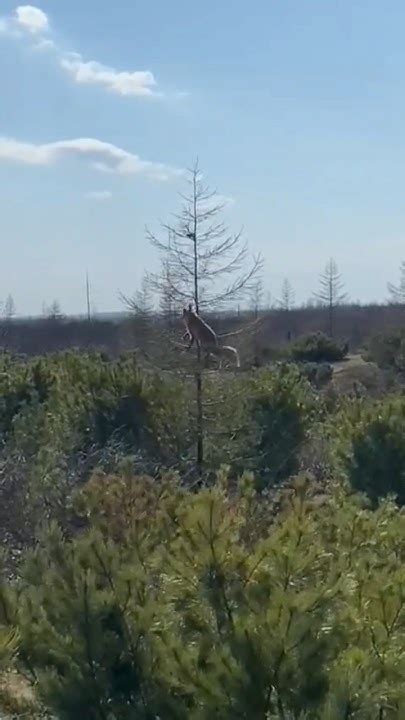 Лиса в естественной среде обитания, забралась на ель в надежде поймать ...