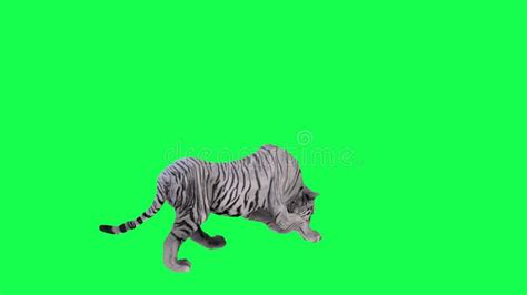 Hungry Asian Tiger Eating Prey from Back Angle on Green Screen 3D People Walking Background ...