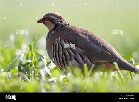 Red Legged Partridge Alectoris Rufa UK Stock Photo Alamy