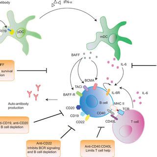 Pdf B Cell Targeted Therapies In Systemic Lupus Erythematosus