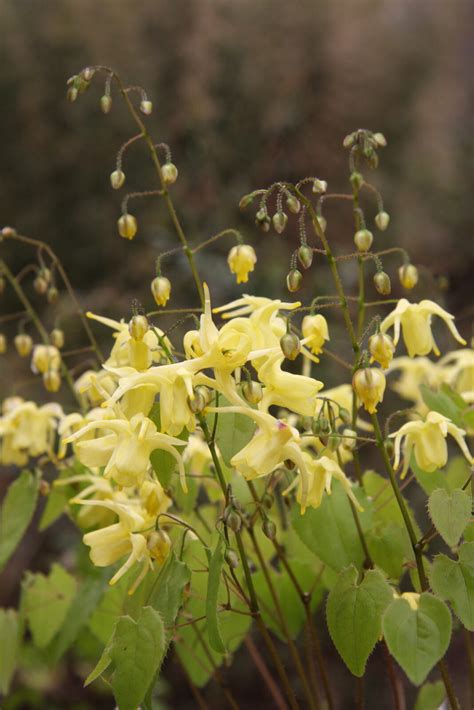 Epimedium Flavum Og Pan Global Plants