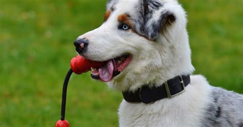 Cu Les Son Los Mejores Inventos Para Perros Mundo Cachorro