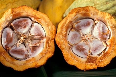 Historia Del Cacao En Ecuador