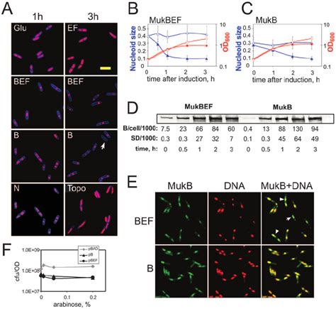 Chromosome Condensation By Overproduced Mukbef And Mukb A Dh