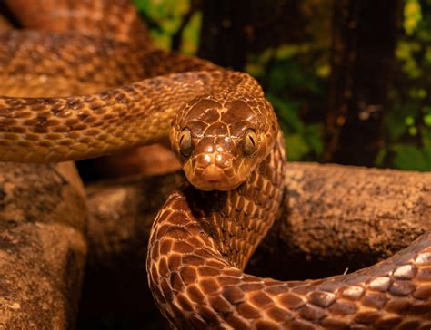 80000 Free Serpiente Animada And Snake Images Pixabay