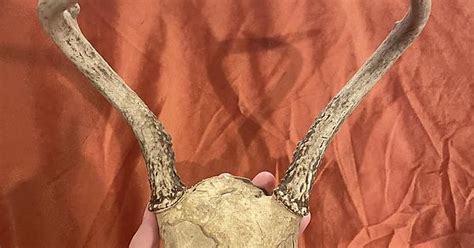 Skull Identification Album On Imgur