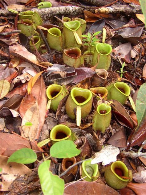 Nepenthes Ampullaria From The Jungle Of Borneo Unique Plants Exotic