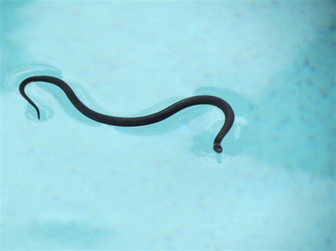 Gill And Keith World Tour Snake In The Swimming Pool