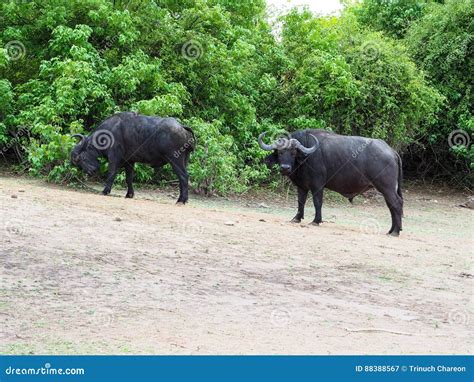 African Buffalo Group Finding for Food in Their Habitat Stock Image ...