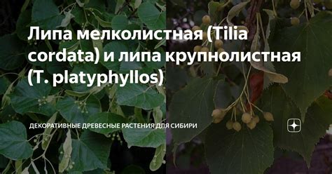 Липа мелколистная Tilia cordata и липа крупнолистная T platyphyllos