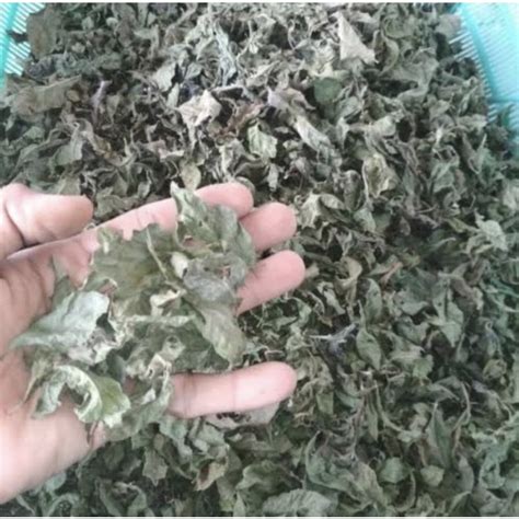 Jual Daun Beluntas Kering 500 Gr Daun Pacar Segar 500 Gr Shopee