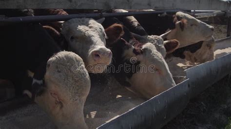 Cows Eat Silage At A Large Dairy Farm Milk Production Stock Footage