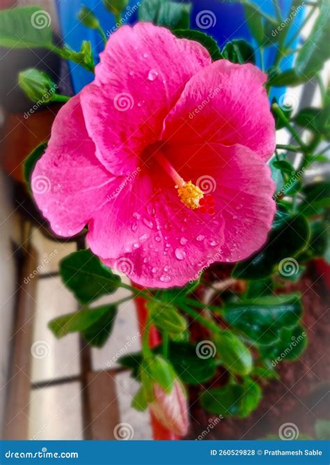 Tropical Pink Hibiscus Flower Plant Stock Photo Image Of Plant