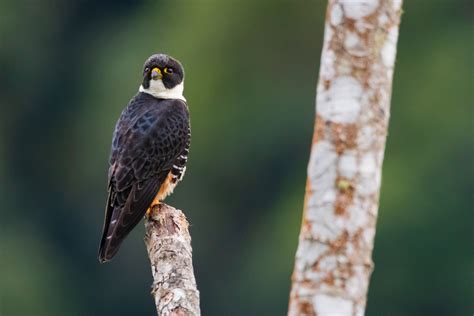 Bat Falcon From Miracatu Sp Brasil On October At